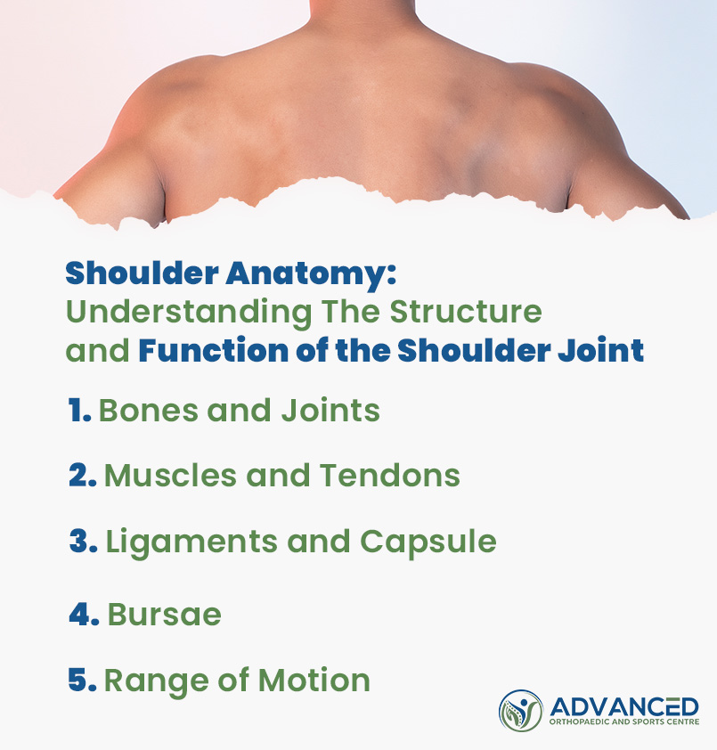 Shoulder Anatomy-Understanding The Structure and Function of the Shoulder Joint